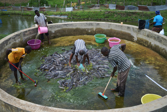 Photo: ©FAO/Tony Karumba
