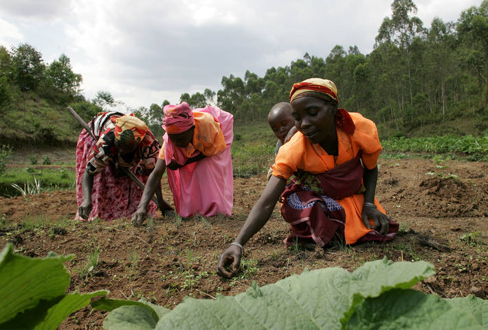 FAO - Noticias: La agricultura es el “motor del crecimiento” que África necesita