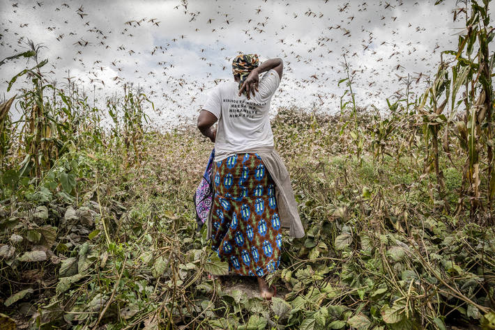FAO - News Article: Locusts in East Africa: A race against time