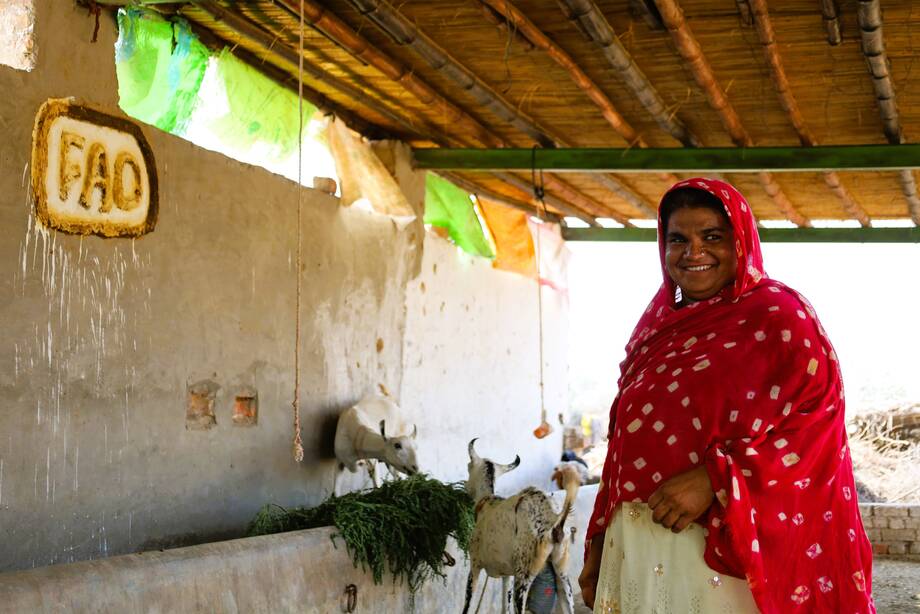 Mehmooda Api Building a small business one livestock at a time – Mehmooda’s story ...