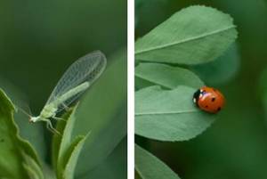 Flying Insect Control And Prevention In Reno