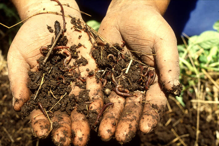Soils Are One of the Main Global Reservoirs of Biodiversity. They Host More Than 25% of World's Supply of This Valued Resource from Where 95% of the Food We Eat Is Produced - Vimarsana News