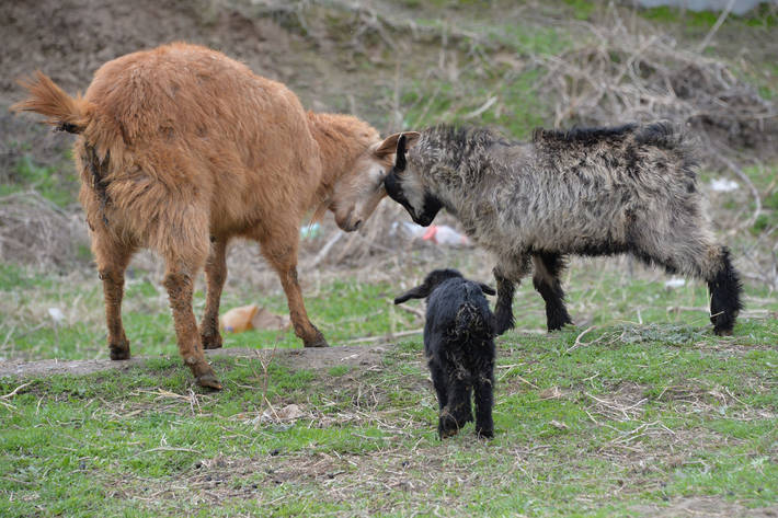 Photo: ©FAO/Vyacheslav Oseledko