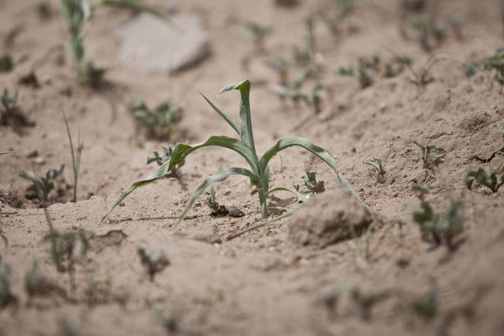 Photo: ©FAO/G. Napolitano