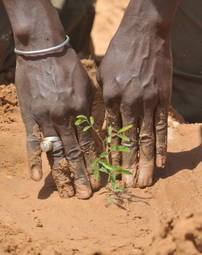 ©FAO/Seyllou Diallo