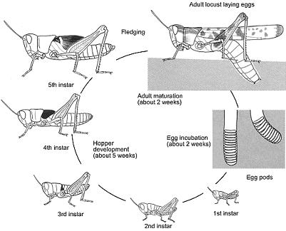 What Are Locusts Locust Watch In Caucasus And Central Asia 