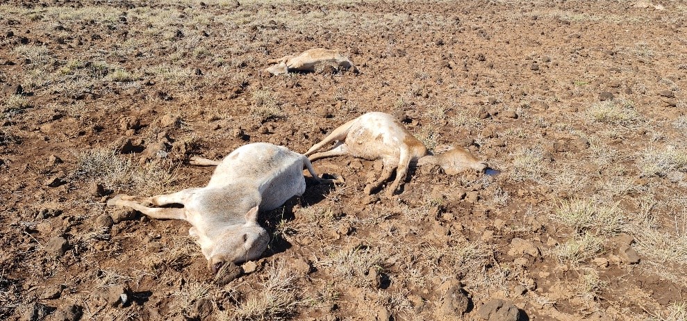 <a href='3/cc4326en/cc4326en.pdf' target='_blank'>Se necesita con urgencia un esfuerzo humanitario continuo para responder a la prolongada sequía en el Cuerno de África</a> Image 1