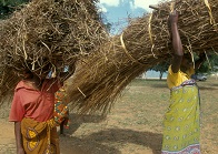 ©FAO/Jon Spaull