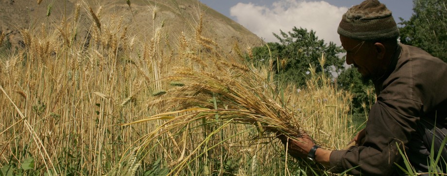 ©FAO/Giulio Napolitano