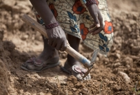 ©FAO/Giulio Napolitano ©FAO/Giulio Napolitano