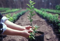 ©FAO/Florita Botts ©FAO/Florita Botts