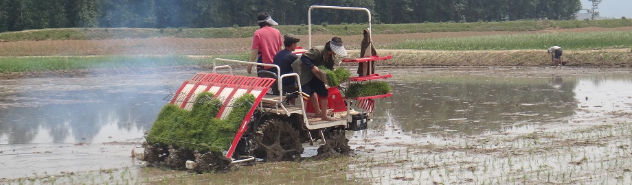 Rice | FAO in the Democratic People's Republic of Korea | Food and ...