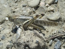 Asian Migratory Locust (LMI), Tajikistan 2008. ©FAO/A. Monard