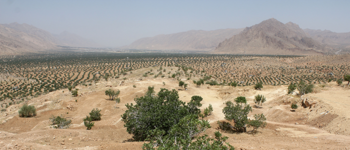 Estahban Fig Orchards Globally Important Agricultural Heritage