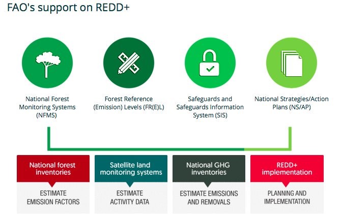 Capacity building FAO UNREDD