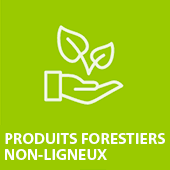 Produits forestiers non-ligneux