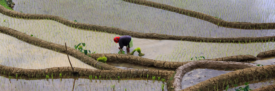 Transplanting © FAO / Lena Gubler