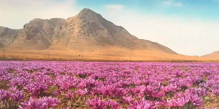 Detailed Information | Globally Important Agricultural Heritage Systems  (GIAHS) | Food and Agriculture Organization of the United Nations | GIAHS |  Food and Agriculture Organization of the United Nations