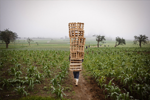 ©FAO ©FAO