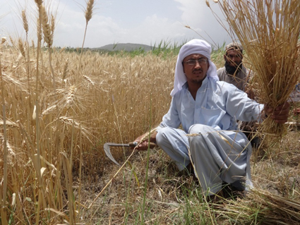 From a Barren Land to the Fields of Gold | FAO in Pakistan | Food and ...