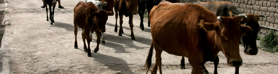 Reducing foot-and-mouth disease in Eurasia | FAO | Food and Agriculture  Organization of the United Nations