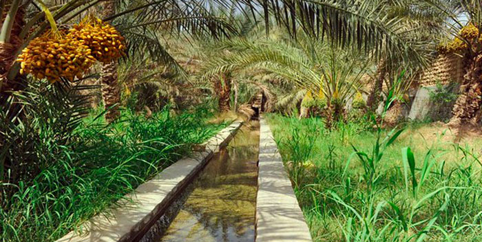 Date Palms - Oasis Date Gardens®