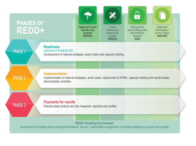 | REDD+ Reducing Emissions from Deforestation and Forest Degradation | and Organization of the Nations