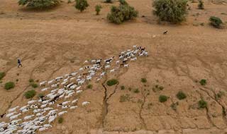Transhumance in Mauritania – fostering peace and dialogue to improve the governance of pastoral lands