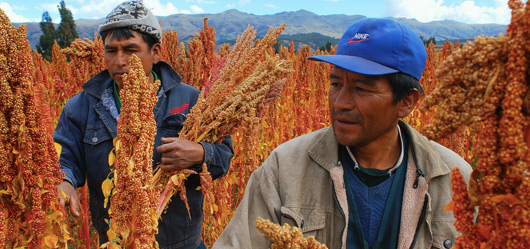 Harvesting quinoa - Â© FAO/Heinz Plenge
