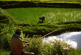 godt mastermind tema Agriculture Nature-Based Solutions | Land & Water | Food and Agriculture  Organization of the United Nations | Land & Water | Food and Agriculture  Organization of the United Nations