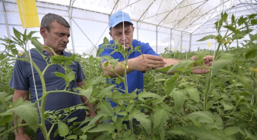 Photo: ©FAO/Karen Minasyan